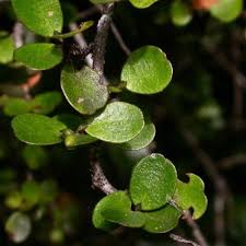 Image result for Myrsine