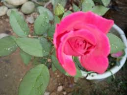 We did not find results for: Bunga Mawar Merah Cinta Dan Kehidupan Red Rose Love And Life Steemkr