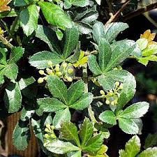 Image result for Cissus integrifolia