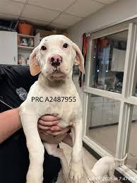 Lost and Found Pets of Hillsborough County