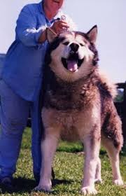 Jun 18, 2021 · alaskan malamute dog sitting between pine trees in winter forest. Giant Alaskan Malamutes Authentic Wakon Malamutes Giant Alaskan Malamute Alaskan Malamute Malamute