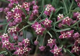 Image result for Ascolepis fibrillosa