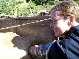 Bovine club | The Quilting Veterinarian