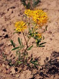 Image result for Cleome maculata