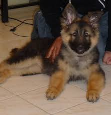 Find german shepherd puppies o. 88 German Shepherd Golden Retriever Mix Puppies For Sale Indiana L2sanpiero