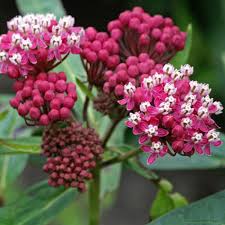 Image result for Humularia meyeri-johannis