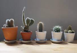 The fact is that if it had real leaves like other plants, it would lose a lot of moisture in the. Do Cactus Need Sun Succulent Alley