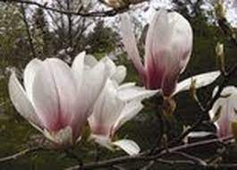 Check spelling or type a new query. Top 6 Flowering Trees To Plant In The Spring Nj Com