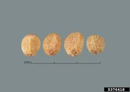 Image result for Cuscuta approximata