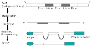 Bei prokaryonten entfällt das processing. Transkription 1 Schritt Der Proteinbiosynthese Lernen Mit Serlo