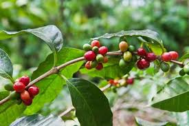 Uprawa Kawy W Domu Kawa Uprawa Doniczkowa Alimentation Grain De Cafe Grains De Cafe Vert