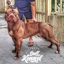 2 361 Likes 33 Comments Brazilian Pit Monsters Oficial Brazilianpitmonsters On Instagram Godzilla Um Belo Exemplar In 2020 Bully Breeds Dogs Dogs Pitbulls