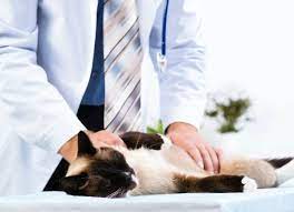Http Www Petmd Com Cat Emergency Common Emergencies E Ct Vomiting Utm Source Facebook Cat Plants Angora Cats Dog Throwing Up