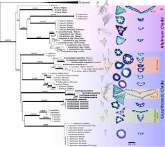 Image result for Zulustylis