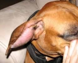 An ear hematoma will go away on its own if it is not treated. Hematoma Swollen Dog Ear Flap And How To Treat It Dog Ear Dog Treatment Ear Flap