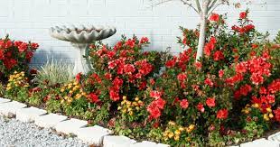 10 Best Uses For Encore Azaleas By Size Encore Azalea Azaleas Landscaping Azaleas Azaleas Garden