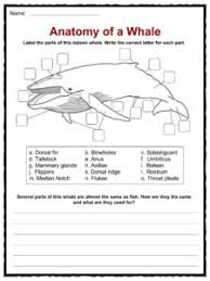 5th grade science and biology. Whale Facts Worksheets Species Diet Information For Kids
