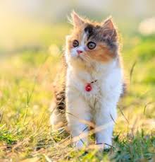 Persian Kittens For Sale Adoptapet Com