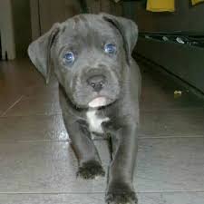Bby Blue Grey Pitbull Puppies Pitbull Puppies Pitbull Puppy