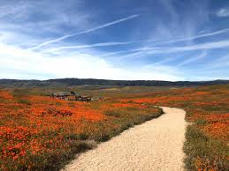 Maybe you would like to learn more about one of these? Antelope Valley California Poppy Reserve Guide Planning Your Trip