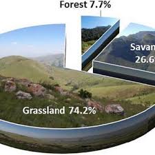 Image result for Stemodiopsis glandulosa