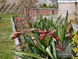 Image result for Beschorneria yuccoides