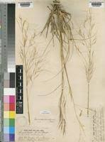 Image result for Aristida stipoides