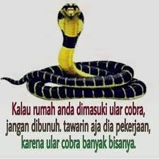 Ular Cobra Fakta Lucu Humor Lucu Pelawak