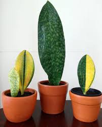 Whale fin sansevieria is a gorgeous variety of snake plant that i had been dying to get my hands on years before i finally did. Pin Auf Babies