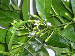Image result for Cestrum nocturnum
