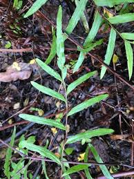 Image result for Pityrogramma rupicola