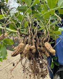 Image result for Arachis hypogaea