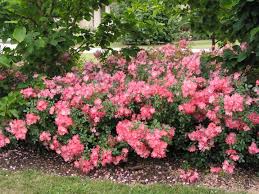Why do people want to plant roses in their garden? Growing Roses How To Plant And Care For Roses The Old Farmer S Almanac