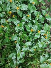 Image result for Acmella