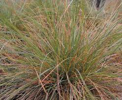 Image result for Festuca