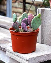 Viejito cacti/ old man cactus. These Cacti Are What Family Tree Nursery Kansas City Facebook