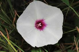 Image result for Ipomoea turbinata