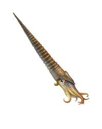 Image result for Centropodia