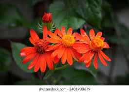 Image result for Pseudogynoxys