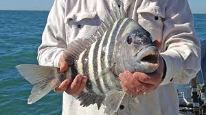 Maybe you would like to learn more about one of these? Human Teeth The Aquatic Ecosystem Of Hilton Head Island And The
