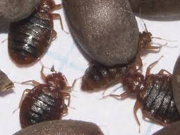 Dealing with bed bug bites? Bed Bug Remedies That Don T Work