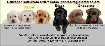 Get you puppy only from labrador breeders that will guarantee the health of their lab puppies. Labrador Retriever Puppies