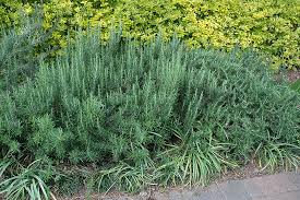 Image result for Tacazzea rosmarinifolia