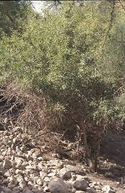 Image result for Cordia sinensis