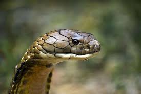 Ini tindakan yang perlu dilakukan jika ular masuk rumah anda. Belajar Dari Kasus Ibu Tewas Dipatuk Kobra Di Banyumas Bagaimana Cara Mencegah Ular Masuk Ke Dalam Rumah Semua Halaman Grid