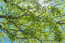 Image result for Terminalia neotaliala