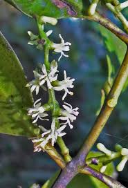 Image result for Loranthaceae