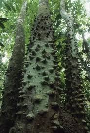 Image result for Zanthoxylum sp. A