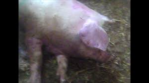 Piling can occur when pigs have a fever, a common symptom of asf. 333 African Swine Fever Clinical Presentation In The Field Youtube