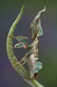 9 Of The Most Absurd Looking Mantis Species Cool Insects Beautiful Bugs Praying Mantis